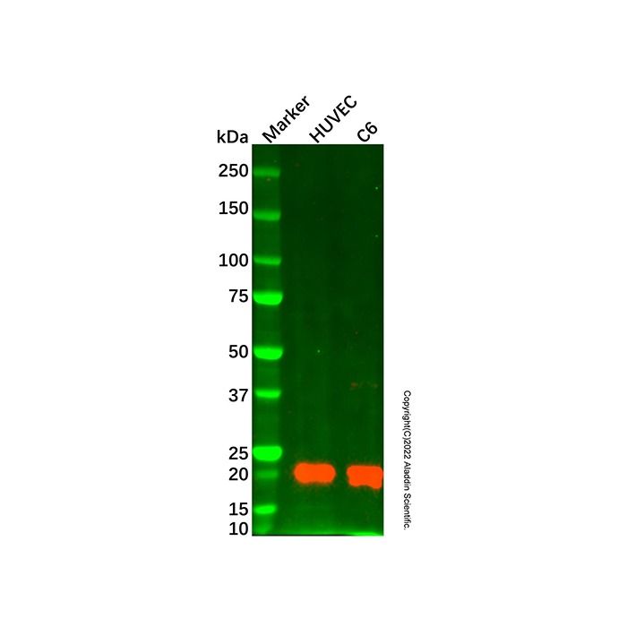 Caveolin-1 Mouse mAb