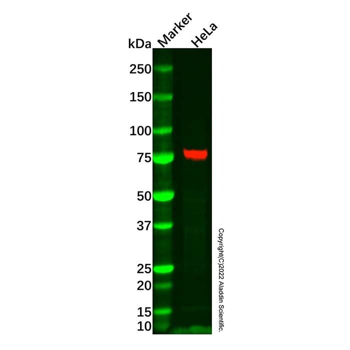 CD44 Mouse mAb