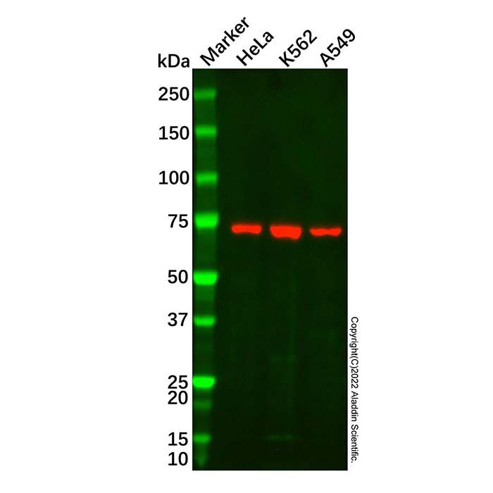 Hsp70 Mouse mAb