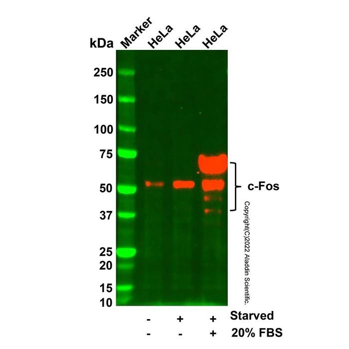c-Fos Mouse mAb