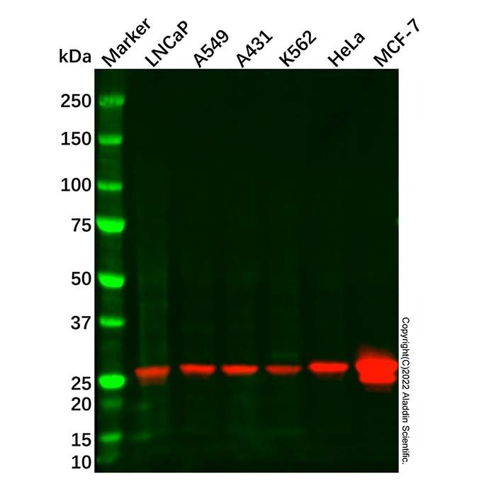 Hsp27 Mouse mAb