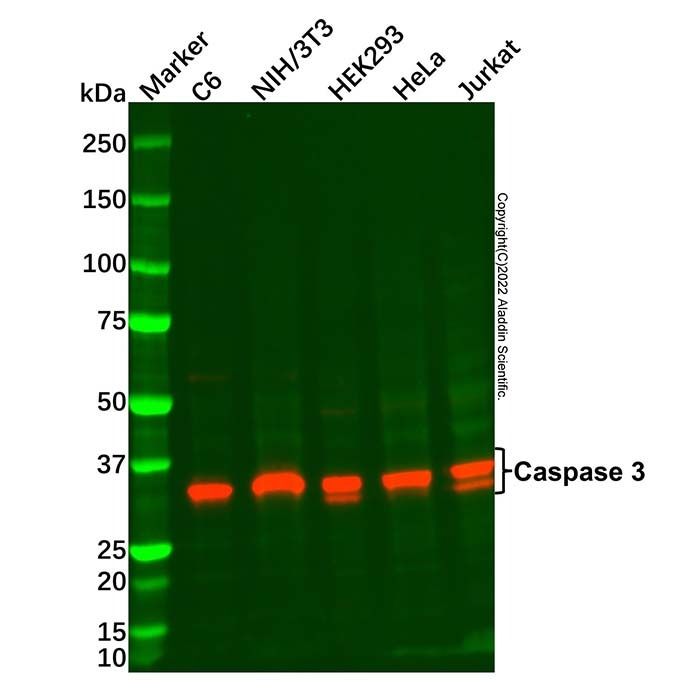 Caspase 3 Mouse mAb