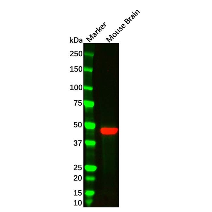 GFAP Mouse mAb