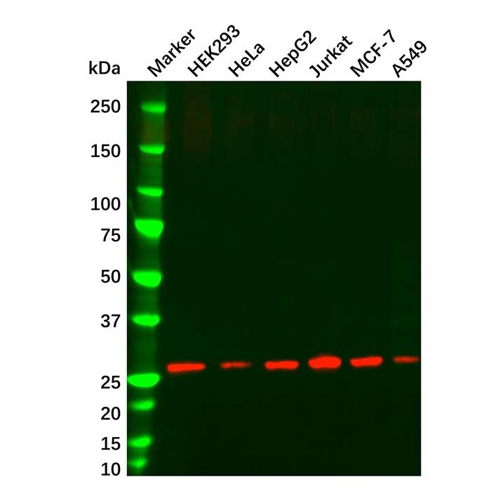 HMGB1 Mouse mAb