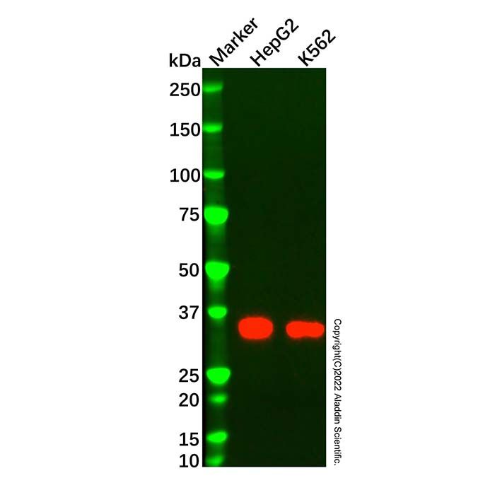 Nanog Mouse mAb