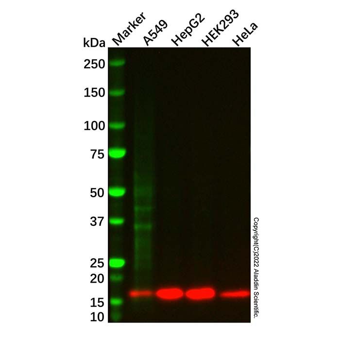 COX IV Mouse mAb
