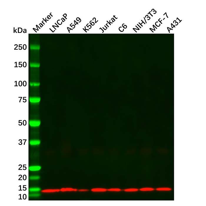 Histone H4 Mouse mAb