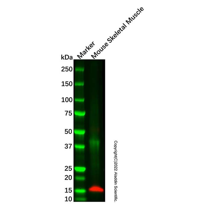 Parvalbumin Mouse mAb