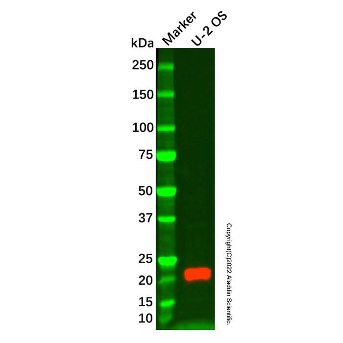 IL-18 Mouse mAb