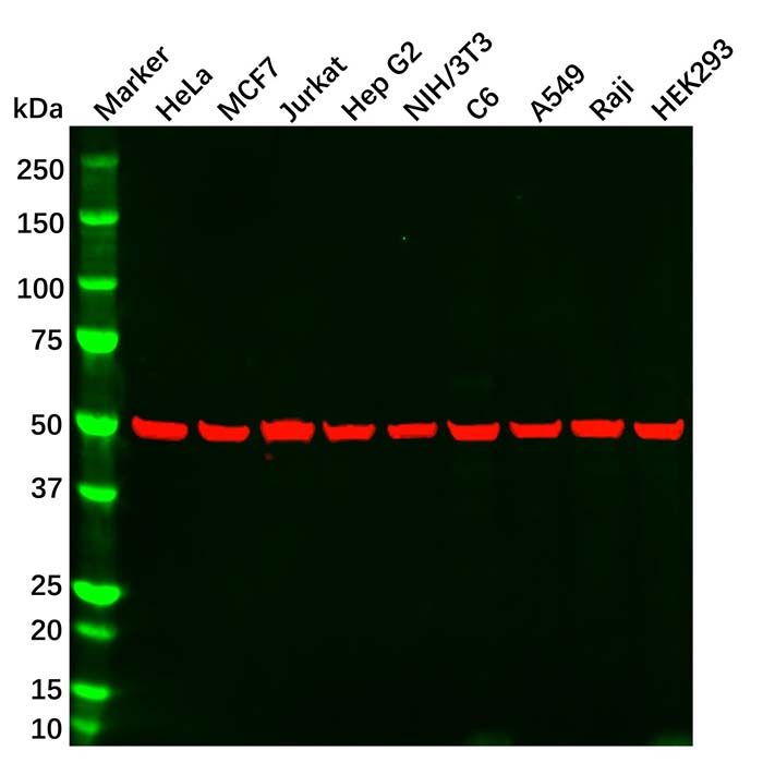 alpha Tubulin Mouse mAb