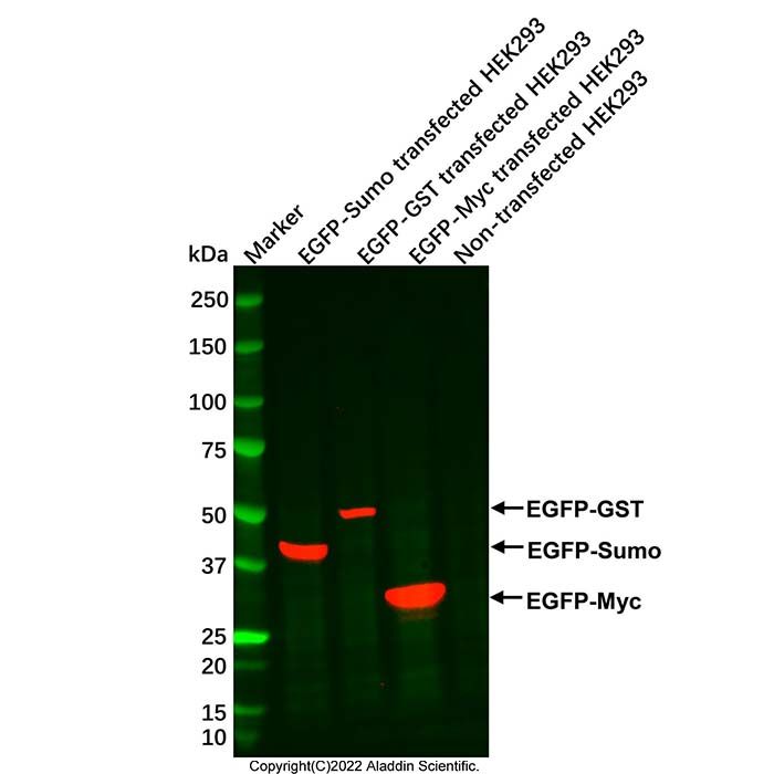 GFP/EGFP Mouse mAb