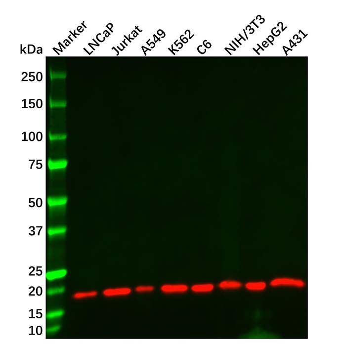 Cofilin Mouse mAb