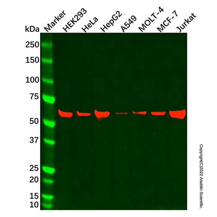 Hsp60 Mouse mAb