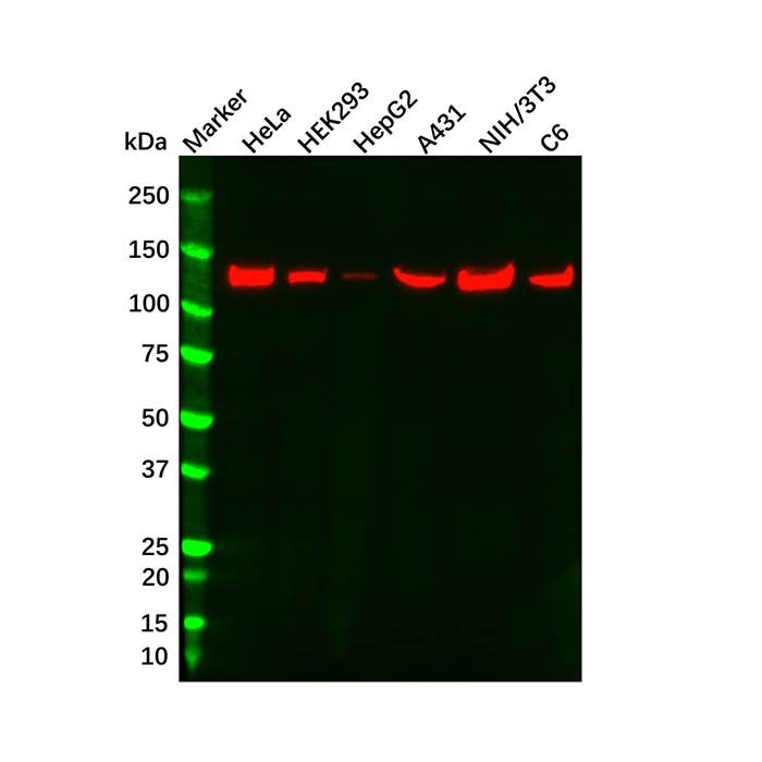 Vinculin Mouse mAb