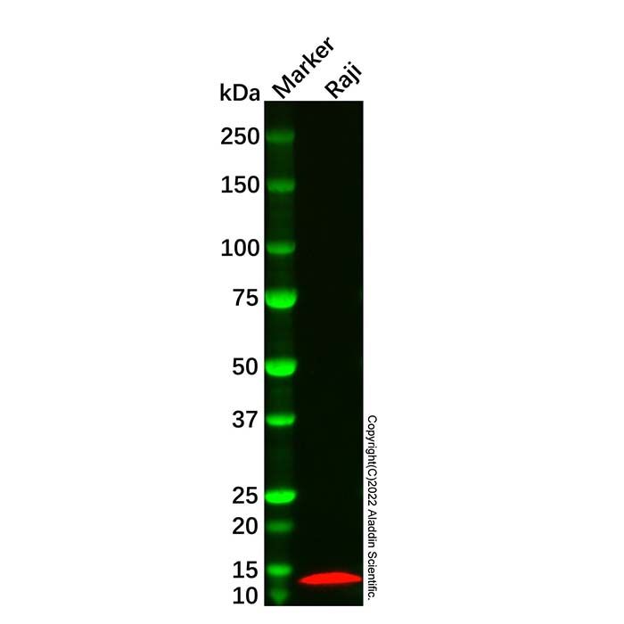 beta 2 Microglobulin Mouse mAb