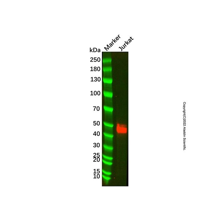 CD2 Mouse mAb