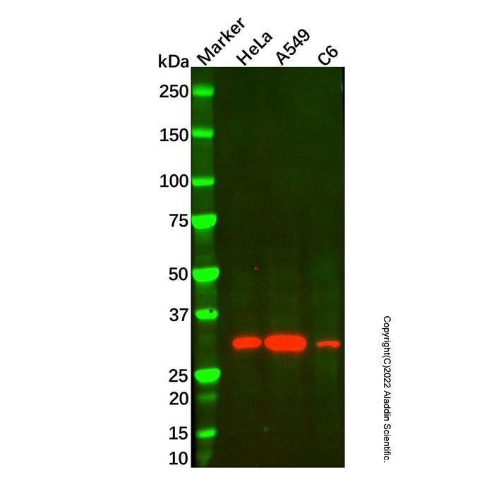 HO-1 Mouse mAb