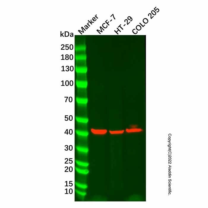 Cytokeratin 19 Mouse mAb