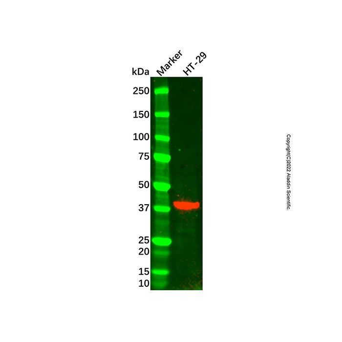 EpCAM Mouse mAb