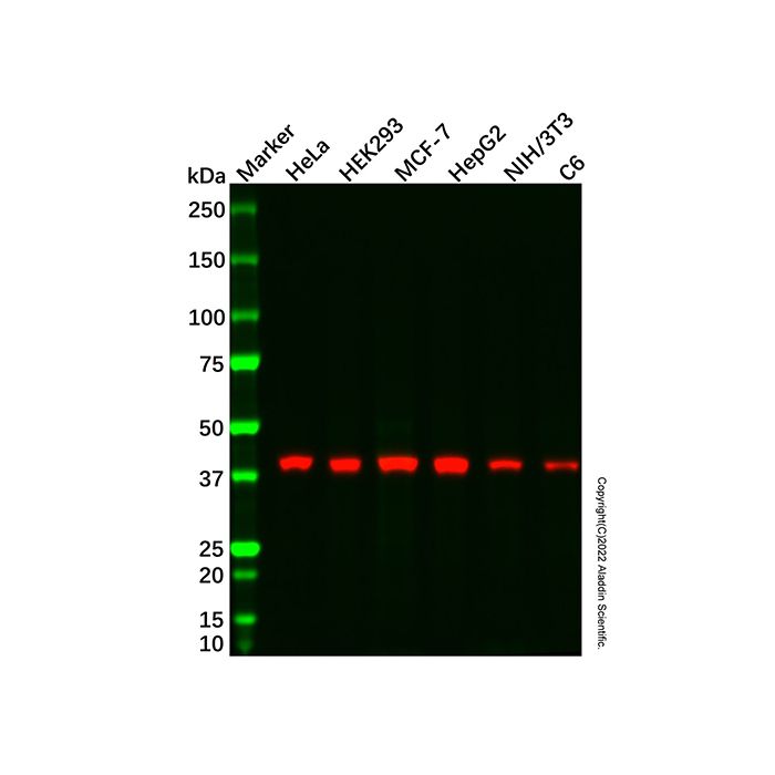 Aurora B Mouse mAb