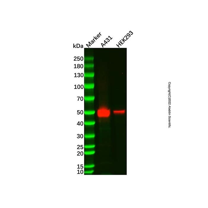 p53 Mouse mAb