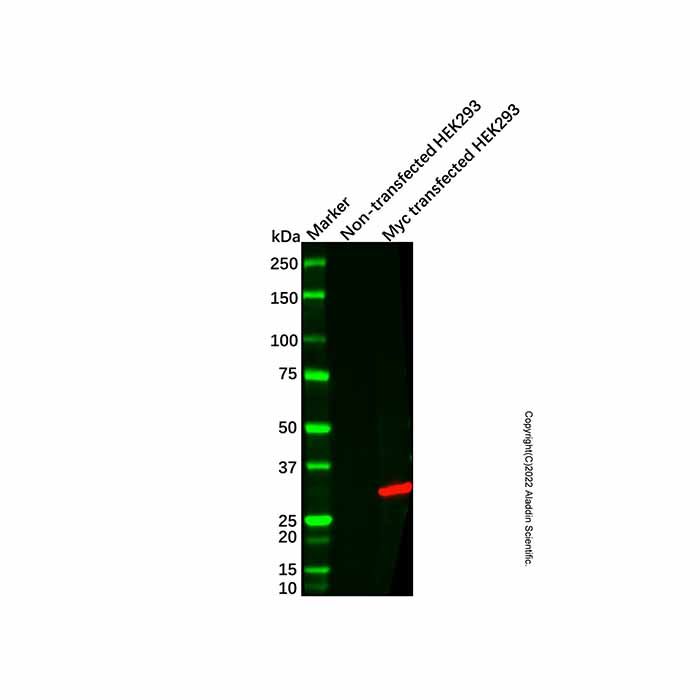 Myc tag Mouse mAb