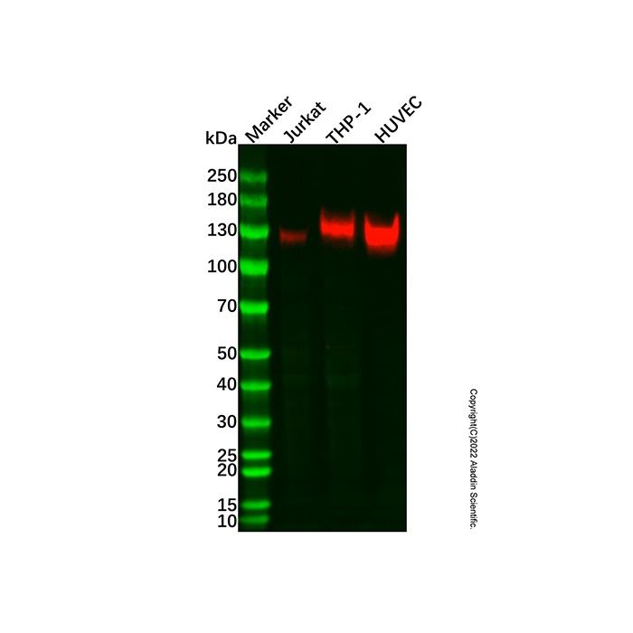 CD31 Mouse mAb
