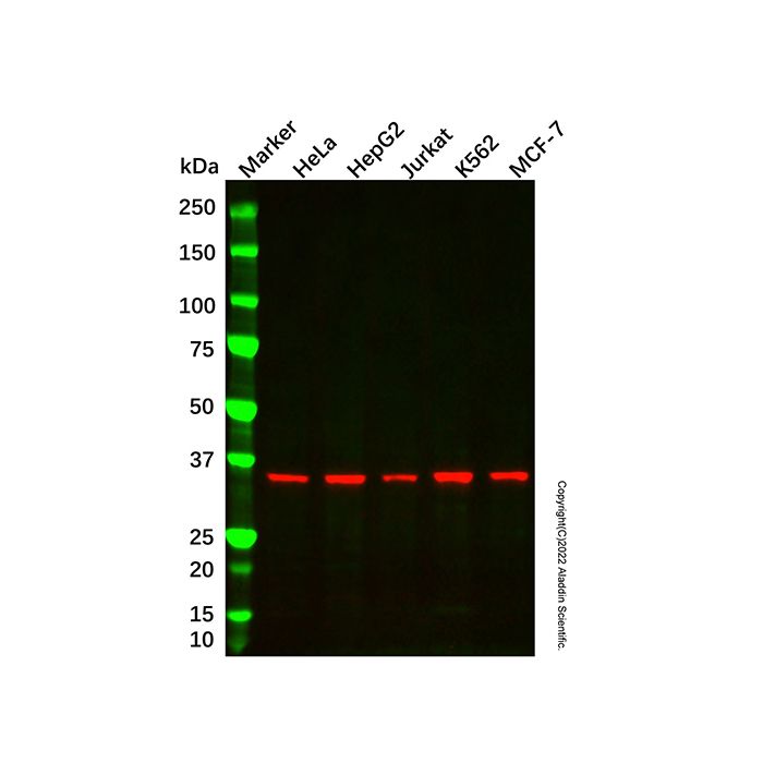 NDUFA9 Mouse mAb