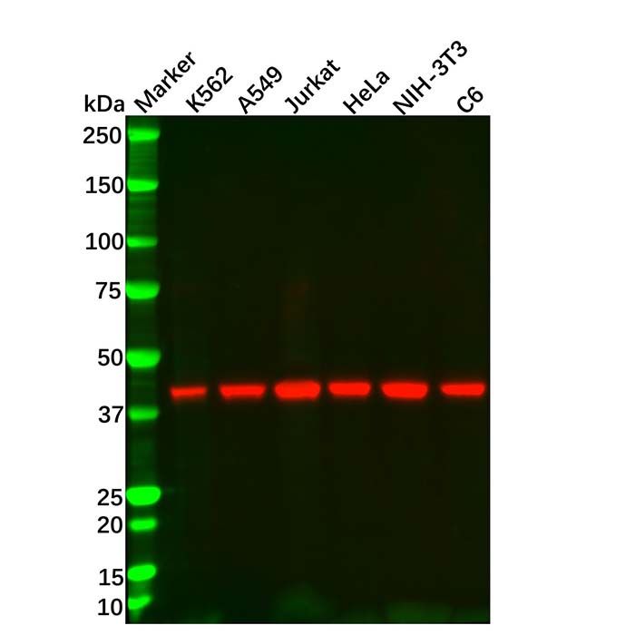 beta Actin Mouse mAb (HRP)