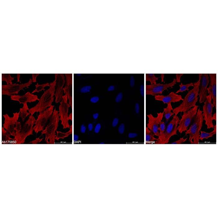 beta Actin Mouse mAb (Biotin)