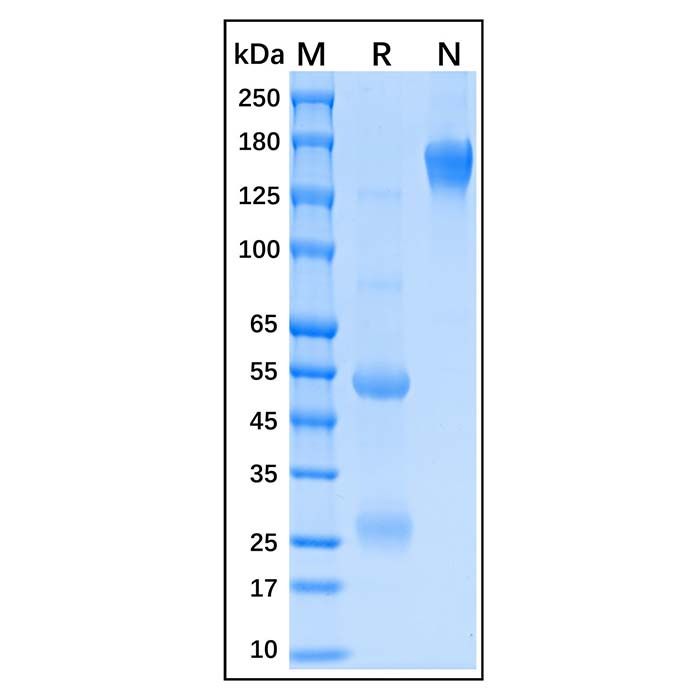 Albumin Antibody