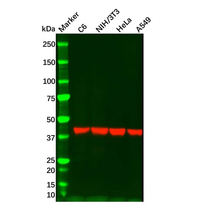 Rabbit Anti-Mouse IgG (HRP)