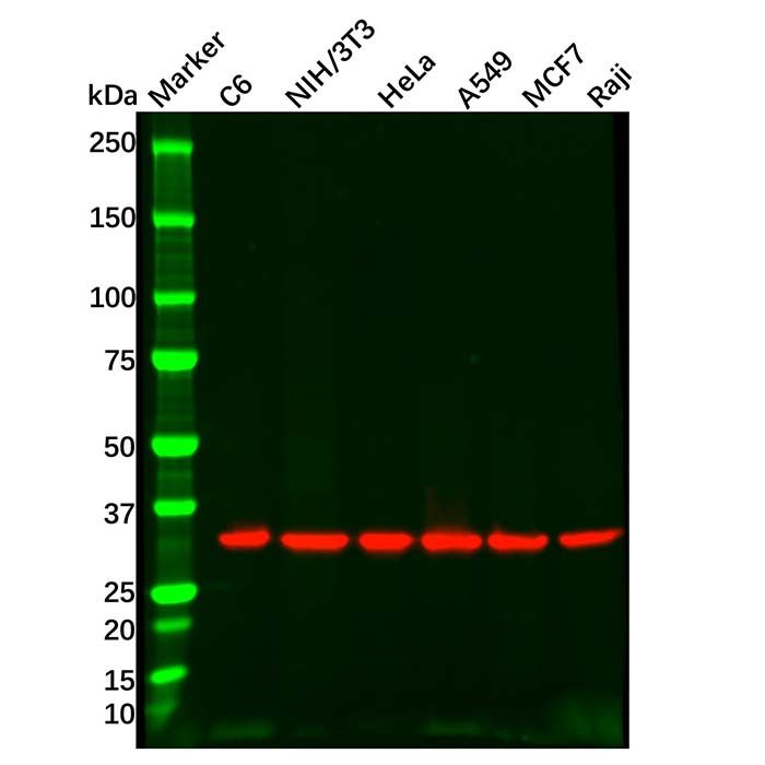 Goat Anti-Rabbit IgG H&L (Biotin)