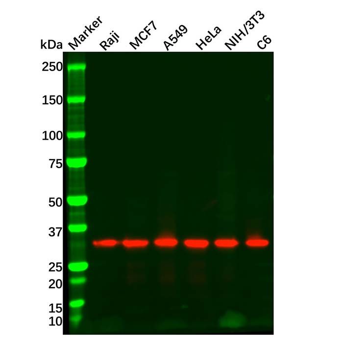 Goat Anti-Rabbit IgG H&L (HRP)