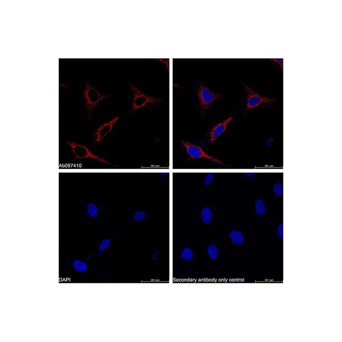 Goat Anti-Rabbit IgG H&L (PE)