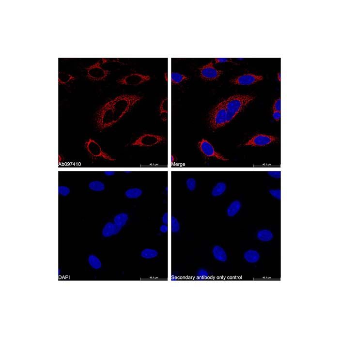 Goat Anti-Rabbit IgG H&L (TRITC)
