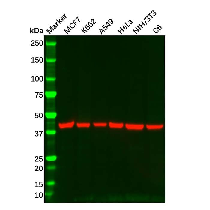 Goat Anti-Mouse IgG H&L (HRP)