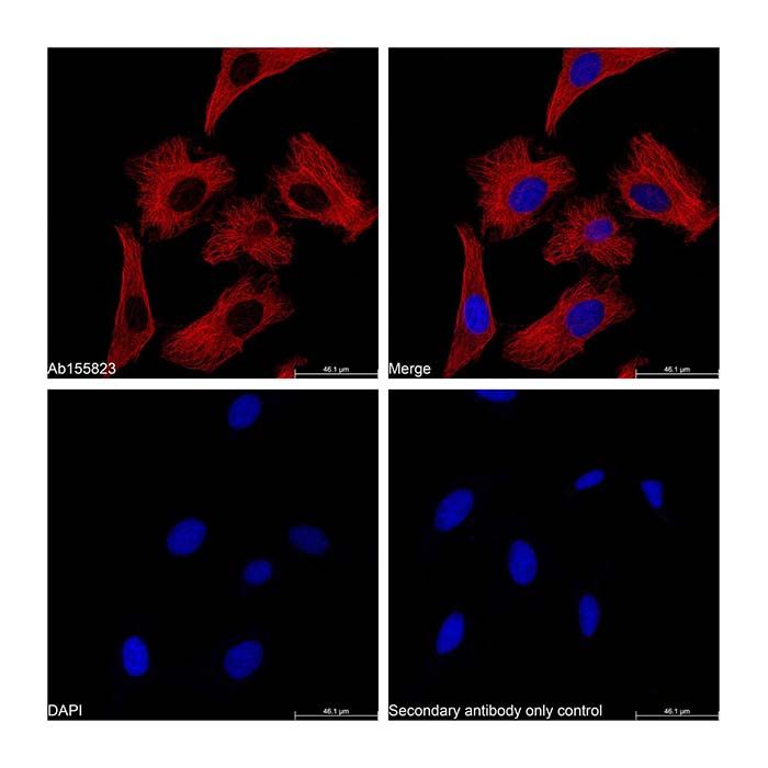 Goat Anti-Mouse IgG H&L (Cy5)