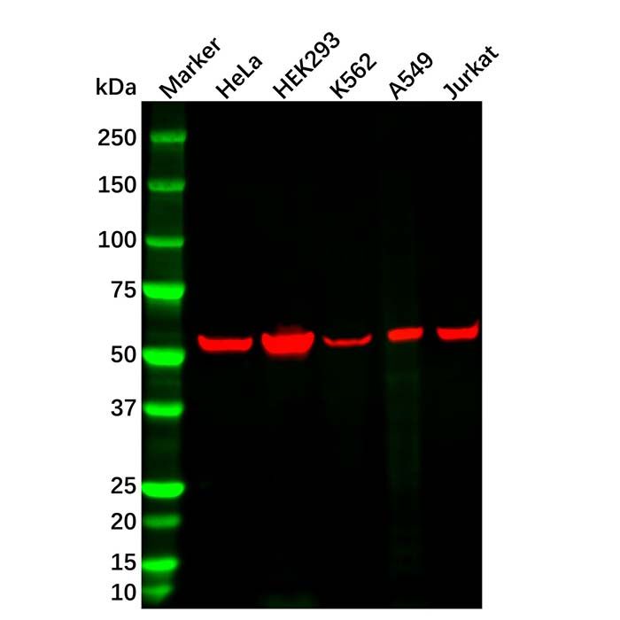 Vimentin Mouse mAb