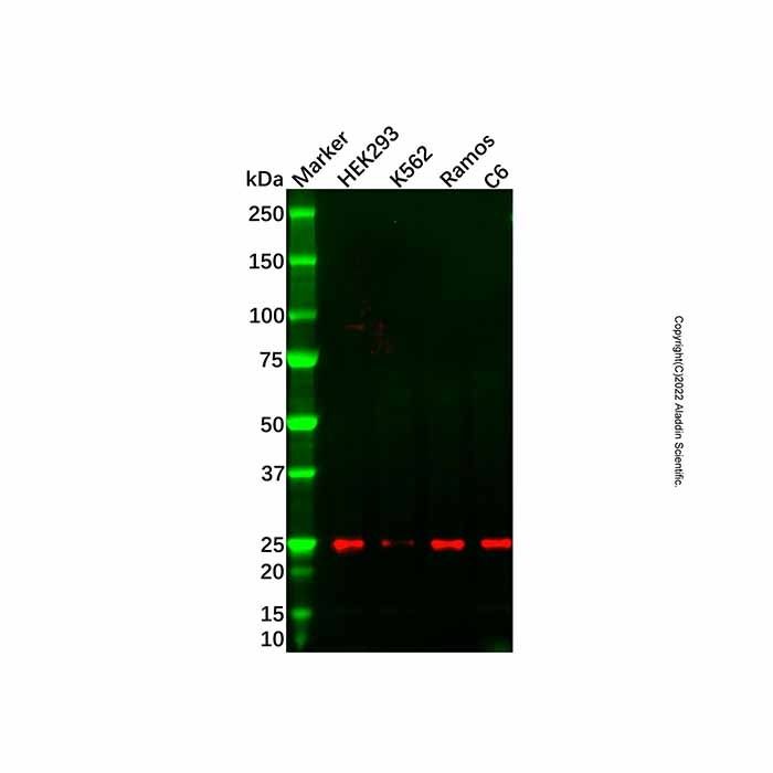 MOB1B Mouse mAb