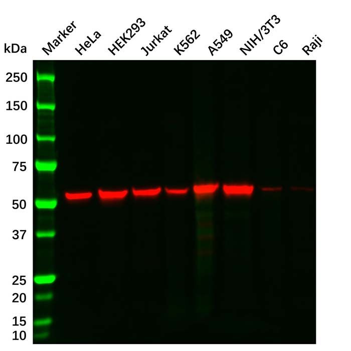 Vimentin Mouse mAb