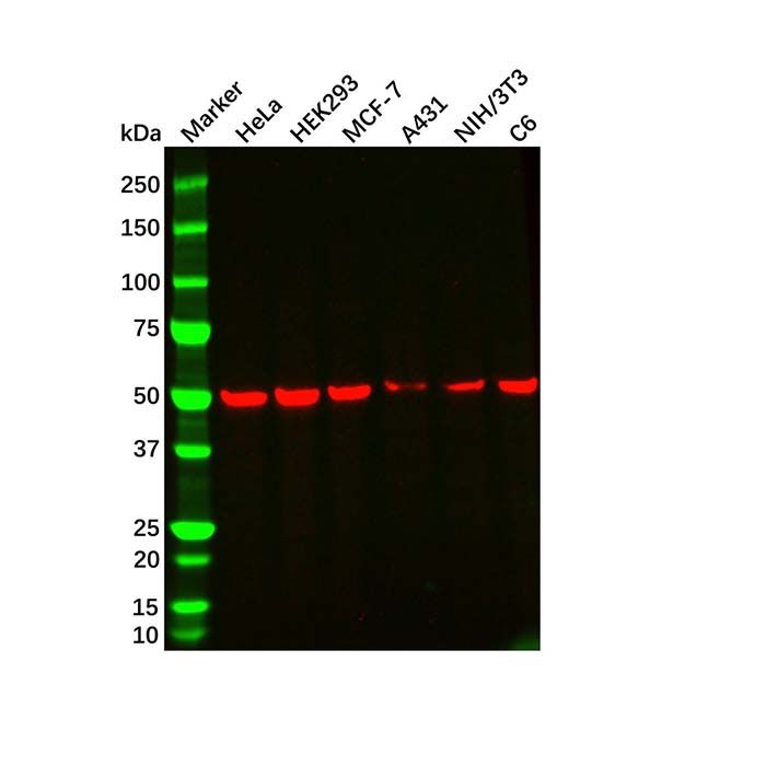 beta Tubulin Mouse mAb