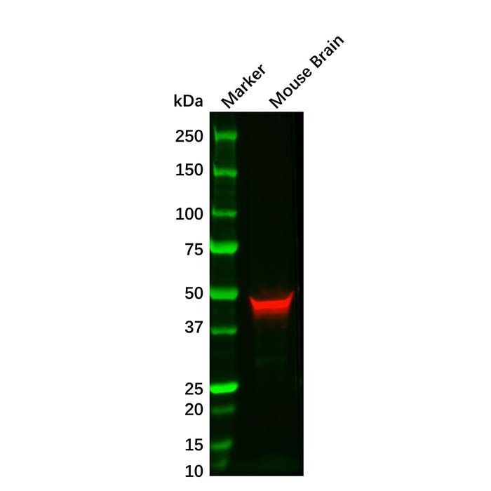 GFAP Mouse mAb
