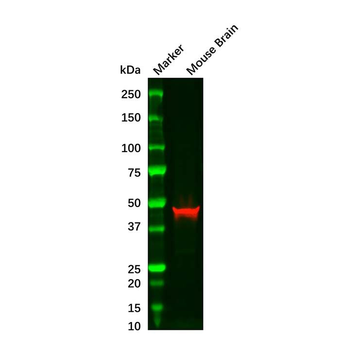 GFAP Mouse mAb