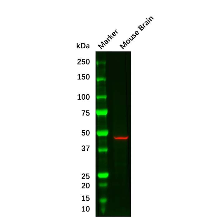 GFAP Mouse mAb