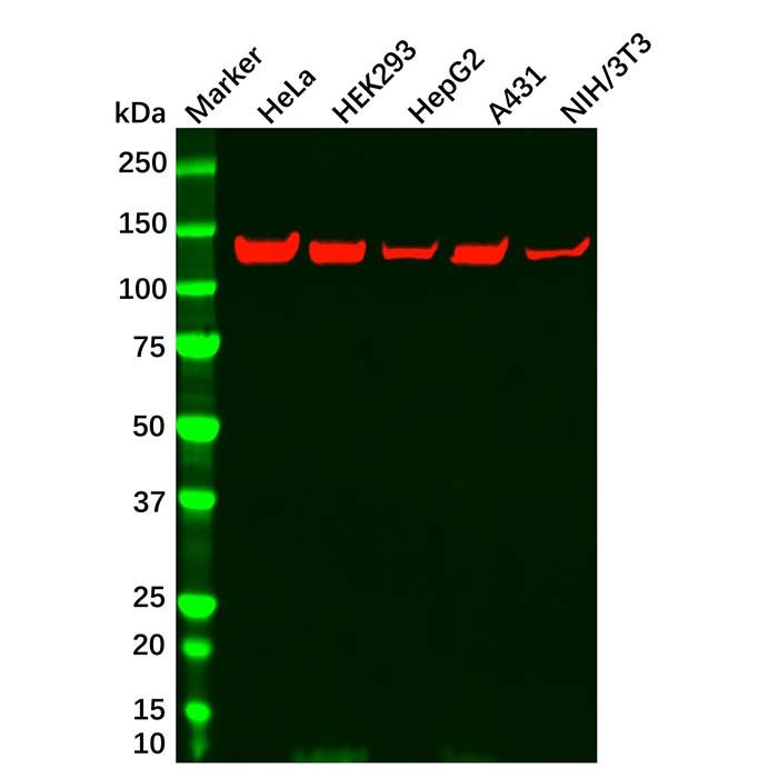 Vinculin Mouse mAb