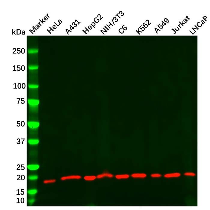 Cofilin Mouse mAb