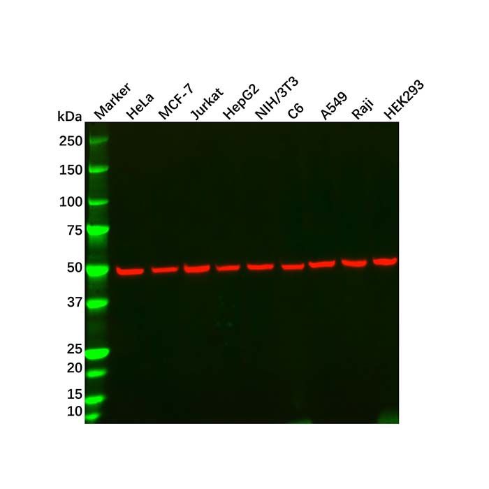 alpha Tubulin Mouse mAb