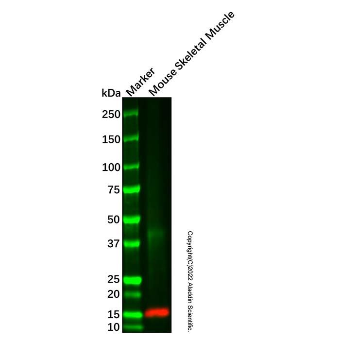 Parvalbumin Mouse mAb