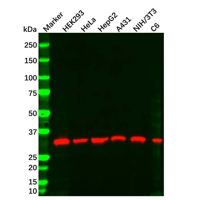 PCNA Mouse mAb